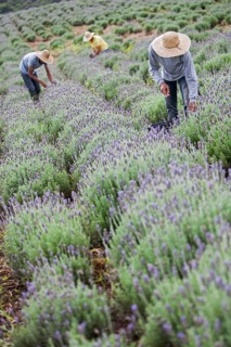 Collecting lavender flowers at the eco farm Sao Benedito