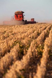 Mechanized Soybean Harvest near Luis Eduardo Magalhaes