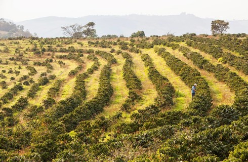 Checking coffee plants at Aguas Claras Coffee plantation