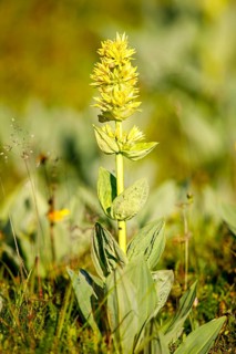 Great yellow gentian (Gentiana lutea)