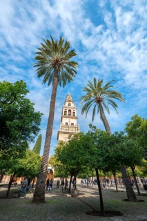 Church tower between palm trees