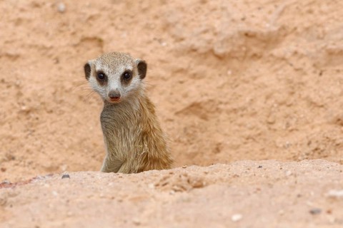 Meerkat (Suricata suricatta)