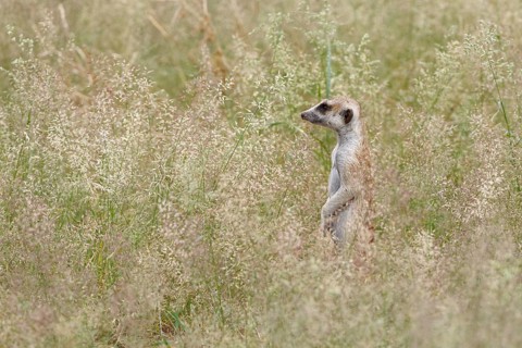 Meerkat (Suricata suricatta)