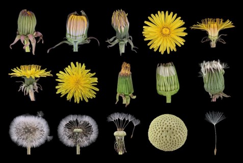 Dandelion (Taraxacum sect. Ruderalia )