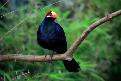 Violet turaco (Musophaga violacea)