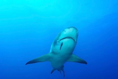 Lemon shark (Negaprion brevirostris)