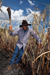 Man with regulation outfit for Manual harvest of burnt sugarcane