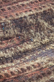 Harvesters work on burnt Sugarcane Plantations