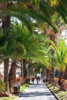 Palm Avenue
