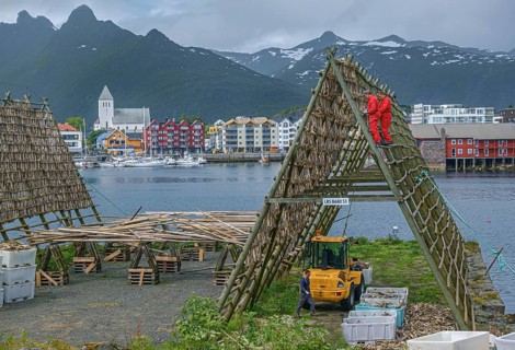 Workers cut stockfish from wooden drying racks