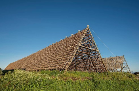 Stockfish and codfish Fish heads on drying rack made of wood