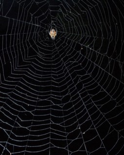 Spider (Eriophora fuliginea) in web