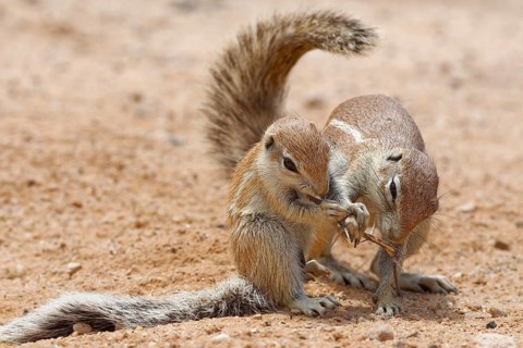 Cape ground squirrels (Xerus inauris)