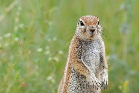 Cape ground squirrel (Xerus inauris )