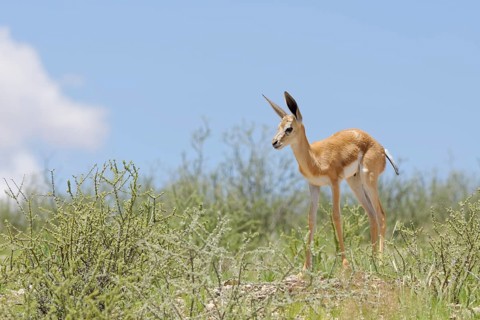 Springbok (Antidorcas marsupialis)