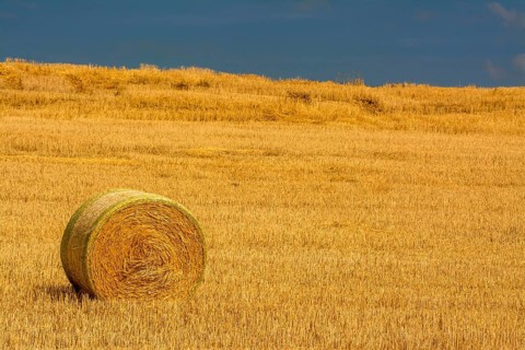 Bales of straw in harvested field