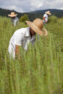 Field workers harvest rosemary plants on the organic farm near Itupeva