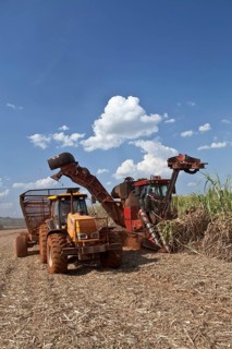 Mechanized harvest of Sugarcane