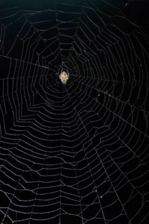 Spider (Eriophora fuliginea) in web