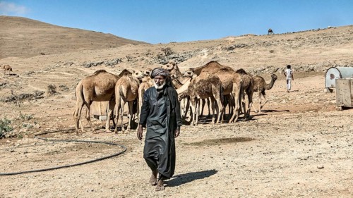 Camel breeder with camels in the mountains north of Salalah