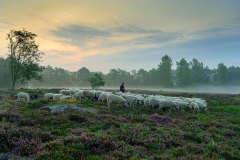 Shepherd with a flock of sheep in the heath at the Thuelsfeld dam at sunrise