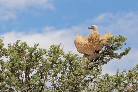White-backed vulture (Gyps africanus)