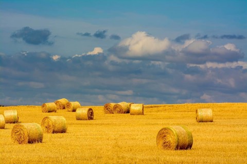 Bales of straw in harvested field