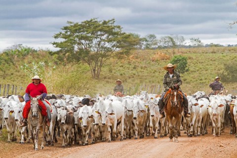 Gauchos herd cows