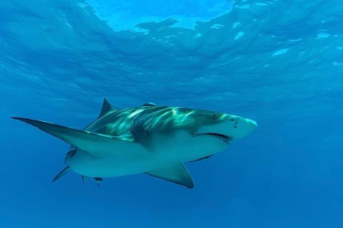 Lemon shark (Negaprion brevirostris)