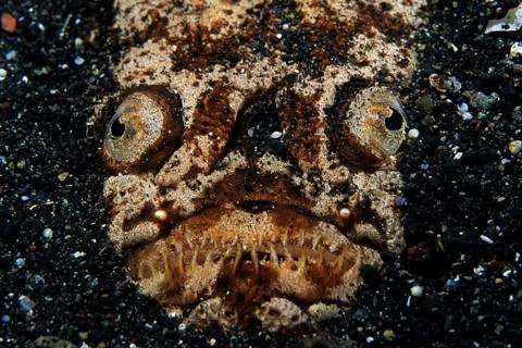 Marbled stargazer