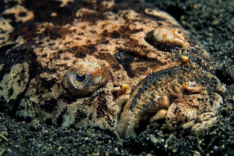Marbled stargazer