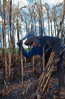Man harvesting burnt sugarcane
