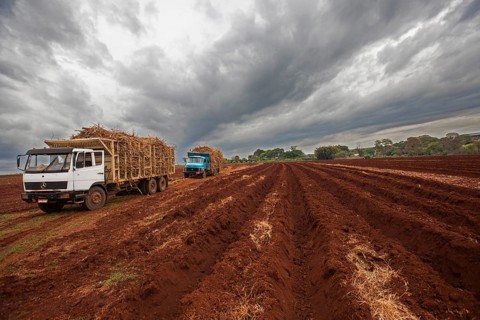 Trucks loaded with sugar cane ready for plantation