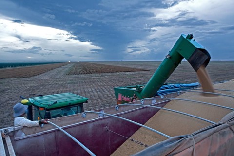 Late Afternoon Mechanized Soybean Harvest near Luis Eduardo Magalhaes