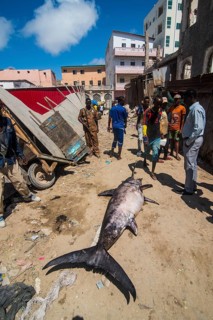 Dead swordfish in the old town of Mogadishu