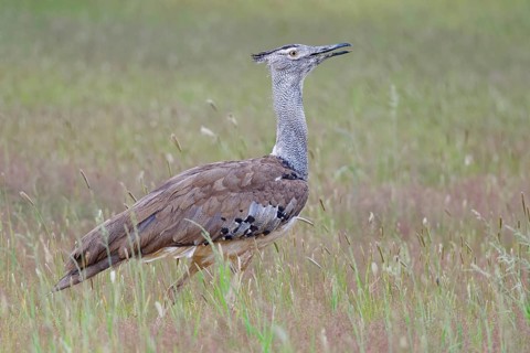 Kori bustard (Ardeotis kori)