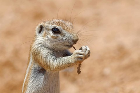Cape ground squirrel (Xerus inauris)