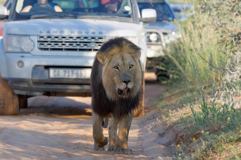 Black-maned lion (Panthera leo melanochaita)