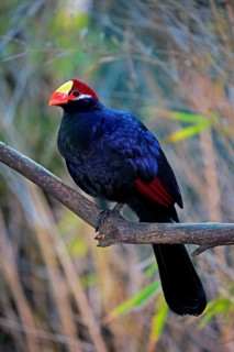 Violet turaco (Musophaga violacea)