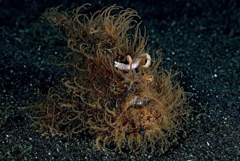 Shaggy frogfish (Antennarius hispidus) on sandy ground