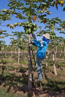 Worker Picks Papayas on a Plantation