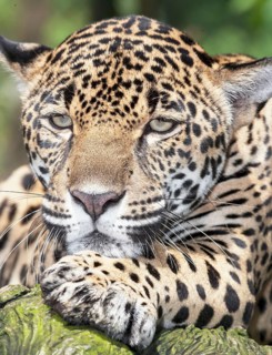 Jaguar (Panthera onca )