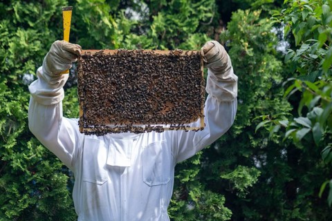 Beekeeper controls his honey bees