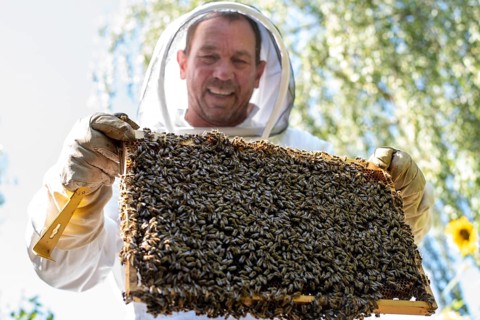 Beekeeper controls his honey bees