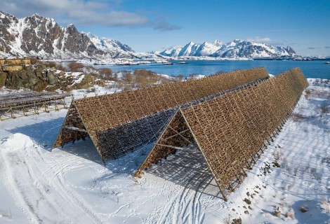 Thousands and thousands of stockfish Fish heads on wooden drying rack
