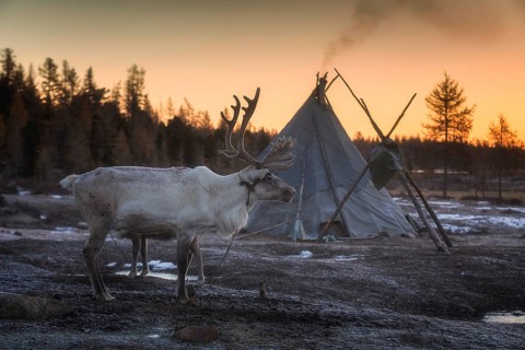 Morning in Tsaatan (reindeer herders) area. Ulaan taiga mountains. Khuvsgul province