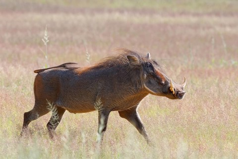Common warthog (Phacochoerus africanus)