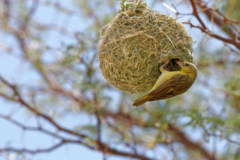 Southern masked weaver (Ploceus velatus)