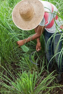 Collecting lemon grass at the eco farm Sao Benedito