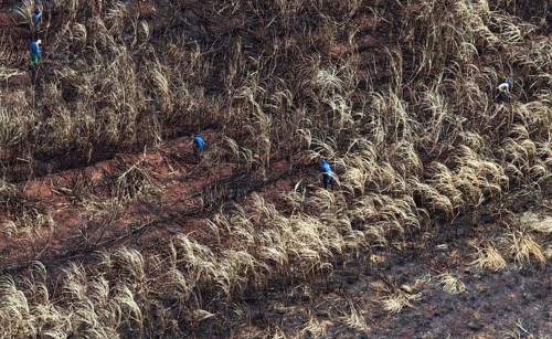 Harvesters work on burnt Sugarcane Plantations